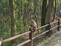 -苏州上方山国家森林公园