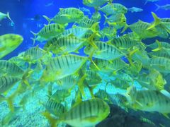 -福州罗源湾海洋世界旅游区