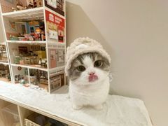 -古井假日酒店金桂冠旋转自助餐厅(长江东路店)