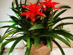 -圆苑(静安寺店)