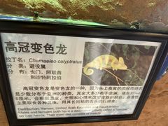 -上海大自然野生昆虫馆(东方明珠·爬宠昆虫探索中心)