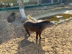 -西霞口神雕山野生动物世界