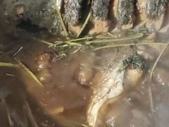 -庆岭迎宾园正宗活鱼馆