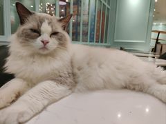 -安格丽娜·狗咖·猫咖羊驼咖(春熙路百盛商场店)