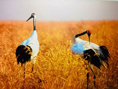 -盐城丹顶鹤湿地生态旅游区