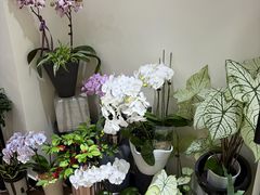 -Flower in(密渡桥店)