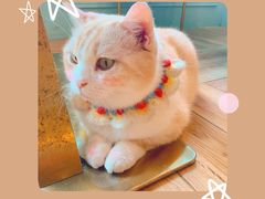 -遇见羊驼·奶狗咖·布偶猫咖·法斗柯基柴犬阿拉斯加(春熙路太古里IFS店)