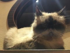 -more than meow吴止猫主题餐厅(承德 中船汇店)