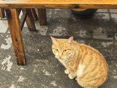 -金鼎雪山牦牛杂火锅(理县总店)