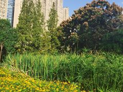 -成都市活水公园