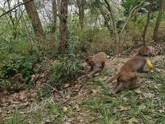 -苏州上方山国家森林公园