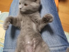 -70cat德文卷毛猫·缅因猫纯种猫舍