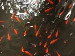 -旅马餐厅(茅家埠店)