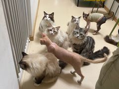 -猫在这儿猫咪咖啡馆·撸猫馆