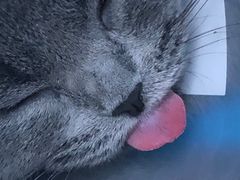 -伟伟宠物医院·瑞派猫友好医院·猫科(光谷店)