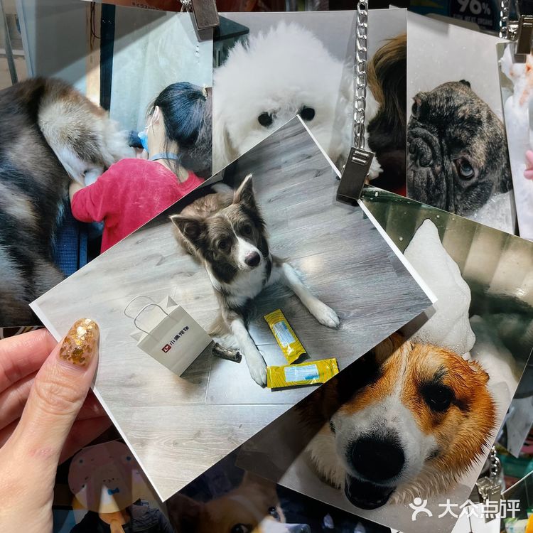 小佩真的是一家非常有爱的宠物洗护店呀～