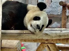 -栾川竹海野生动物园