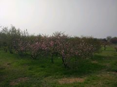 -汉长安城未央宫国家考古遗址公园