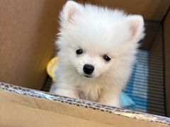 -唐小姐の私宠·宠物洗护美容·撸猫馆·购宠(周浦万达旗舰店)