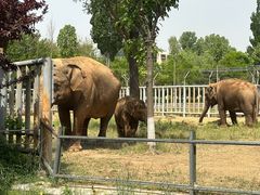 -石家庄市动物园