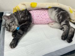 -纳吉亚猫专科动物诊疗中心(蒋宅口分院)