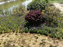 -漩门湾国家湿地公园