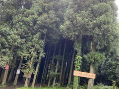 -武陵山森林公园