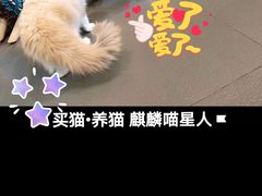 -十年猫舍·猫咪专门店(普陀店)