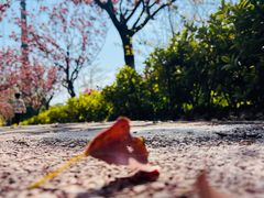 -高东镇樱花园