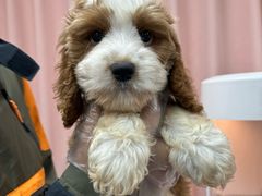 -翊宠yipet猫狗购宠庄园犬舍•猫舍