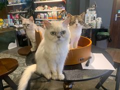 -more than meow吴止猫主题餐厅(承德 中船汇店)