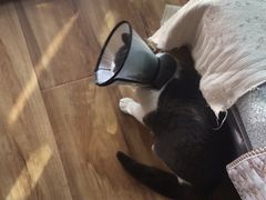 -伟伟宠物医院·CT影像中心·瑞派犬猫综合性门诊(汉口总院)