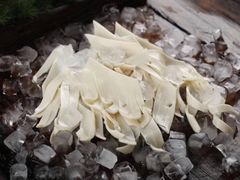 -蜀九香火锅(营口店)