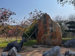-天适樱花悠乐园
