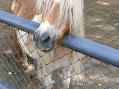 -长白岛森林公园