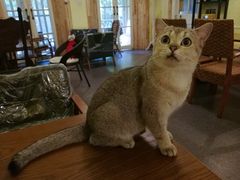 -猫色咖啡·猫咖