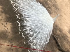 -哈尔滨北方森林动物园