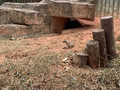 -深圳野生动物园
