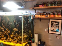 点击看大图 -MDZ STORE·TATTOO·耳饰