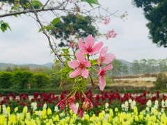 -天适樱花悠乐园