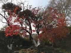 -西湖外事游船(花港观鱼码头)