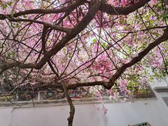 -深圳国际园林花卉博览园