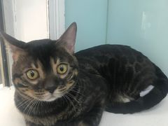 -纳吉亚猫专科动物诊疗中心(蒋宅口分院)