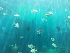 -瑞德姆美人鱼海底演艺主题餐厅(亚龙湾店)