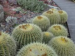 -墨尔本皇家植物园