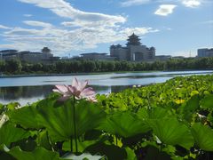 -莲花池公园