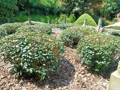 -十八棵（老龙井）御茶园(老龙井店)