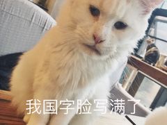 国字脸-吉丁鸟咖·异宠·寄养