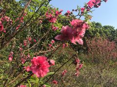 -广东花都湖国家湿地公园