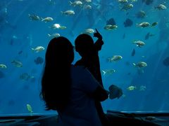-瑞德姆美人鱼海底演艺主题餐厅(亚龙湾店)